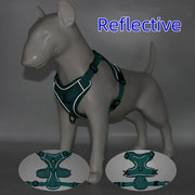 Harness and Leash Set